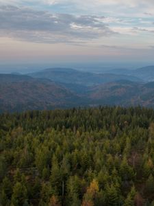 Превью обои лес, деревья, холмы, пейзаж