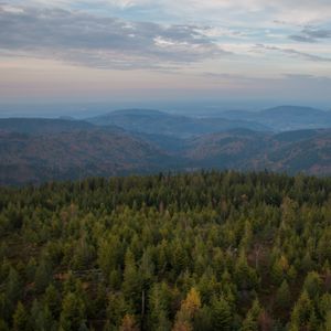 Превью обои лес, деревья, холмы, пейзаж