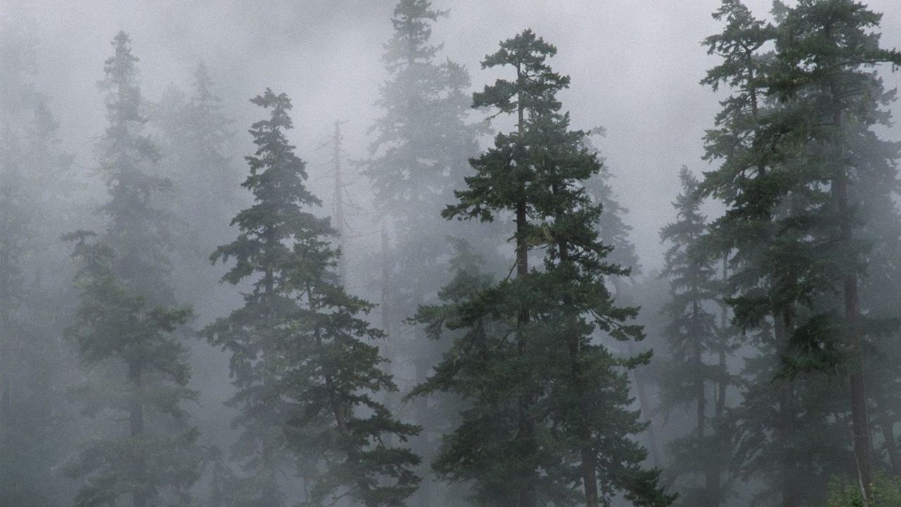 Обои лес, деревья, хвойные, туман, мгла, сибирь