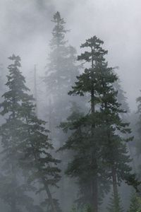Превью обои лес, деревья, хвойные, туман, мгла, сибирь