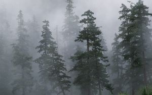 Превью обои лес, деревья, хвойные, туман, мгла, сибирь