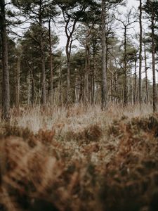 Превью обои лес, деревья, хвойный, трава, дикая природа