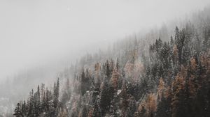 Превью обои лес, деревья, хвойный, снегопад, снег, склон