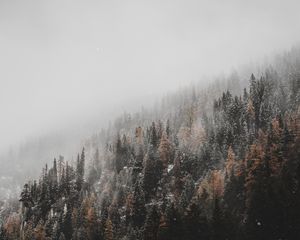 Превью обои лес, деревья, хвойный, снегопад, снег, склон