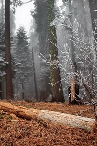 Превью обои лес, деревья, иней, бревно, куст, трава, пожухлая