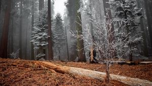 Превью обои лес, деревья, иней, бревно, куст, трава, пожухлая