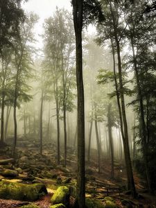 Превью обои лес, деревья, камни, мох, пейзаж, природа