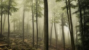 Превью обои лес, деревья, камни, мох, пейзаж, природа