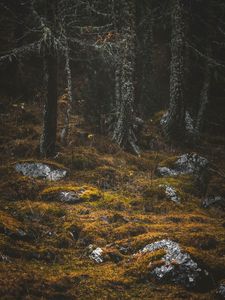 Превью обои лес, деревья, камни, мох