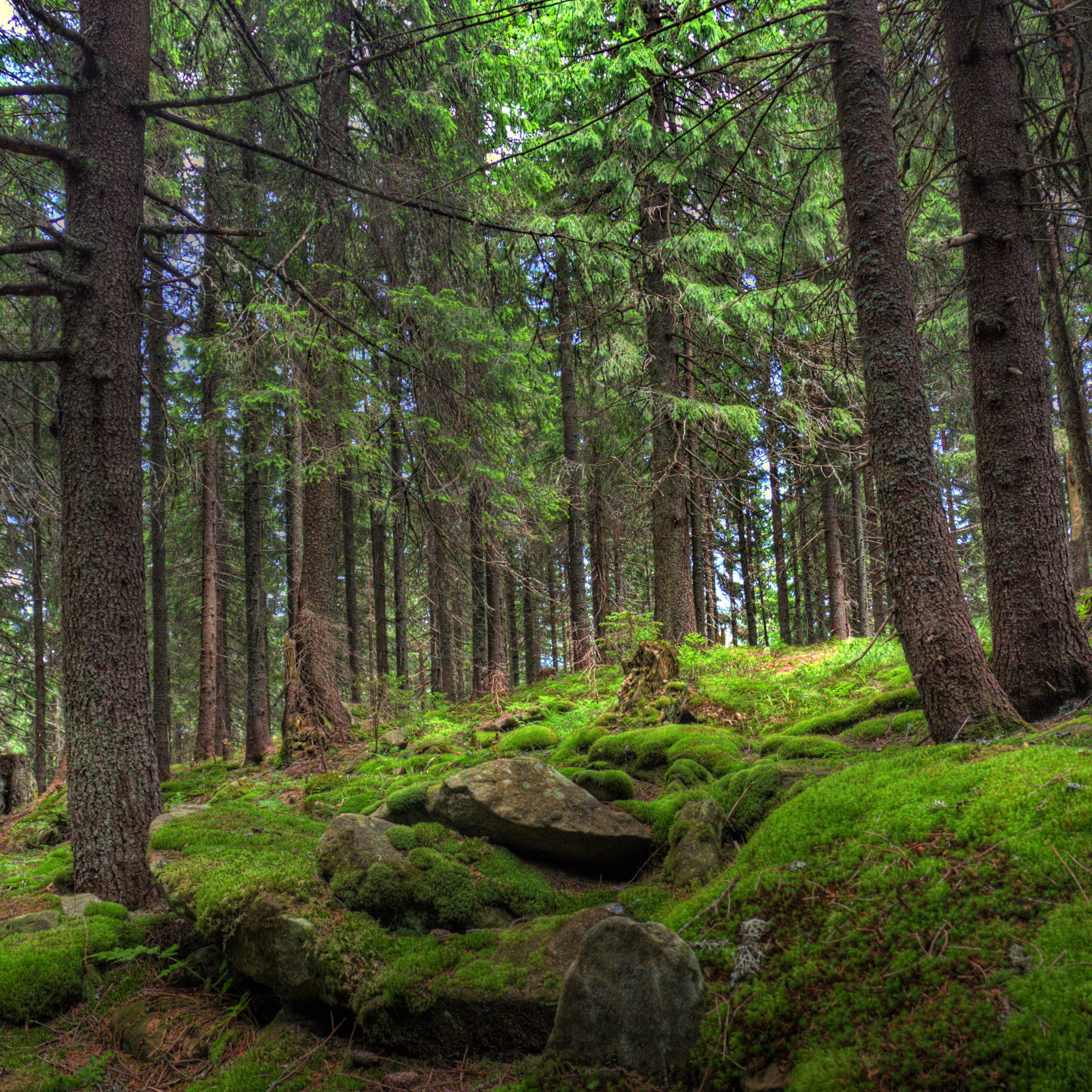 Хвойная долина. Северный лес Карелия. Лесной Боровой мох. Карельский лес с камнями. Мховый лес в Абхазии.