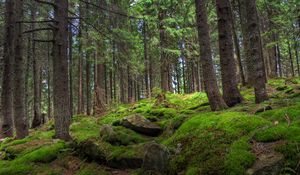 Превью обои лес, деревья, камни, мох, сосна