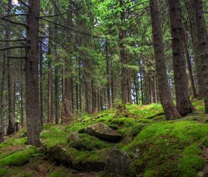 Превью обои лес, деревья, камни, мох, сосна