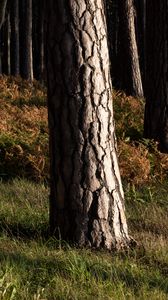 Превью обои лес, деревья, кора, природа, пейзаж