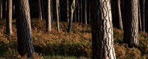 Превью обои лес, деревья, кора, природа, пейзаж