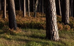 Превью обои лес, деревья, кора, природа, пейзаж