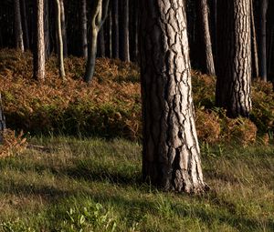 Превью обои лес, деревья, кора, природа, пейзаж