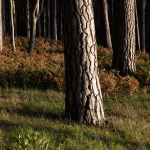 Превью обои лес, деревья, кора, природа, пейзаж