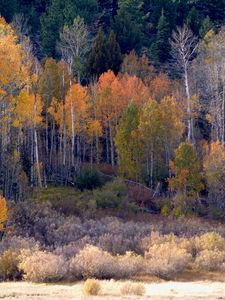 Превью обои лес, деревья, кусты, осень, природа
