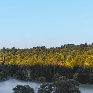 Превью обои лес, деревья, кусты, туман, пейзаж
