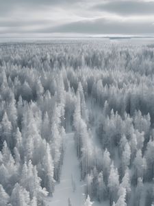 Превью обои лес, деревья, лед, мороз, зима, арт