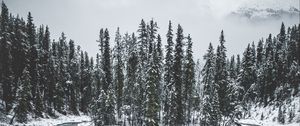 Превью обои лес, деревья, лед, снег, заснеженный