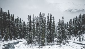 Превью обои лес, деревья, лед, снег, заснеженный