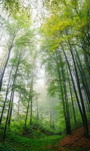 Превью обои лес, деревья, листья, пейзаж, природа, туман