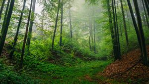 Превью обои лес, деревья, листья, пейзаж, природа, туман