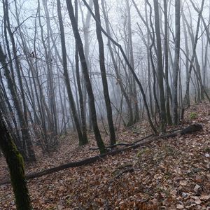 Превью обои лес, деревья, листья, туман, природа