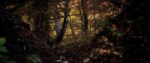 Превью обои лес, деревья, листья, осень, природа