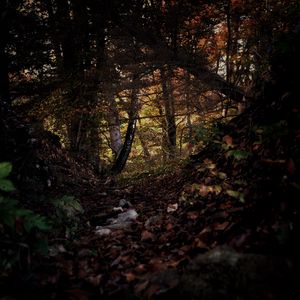 Превью обои лес, деревья, листья, осень, природа
