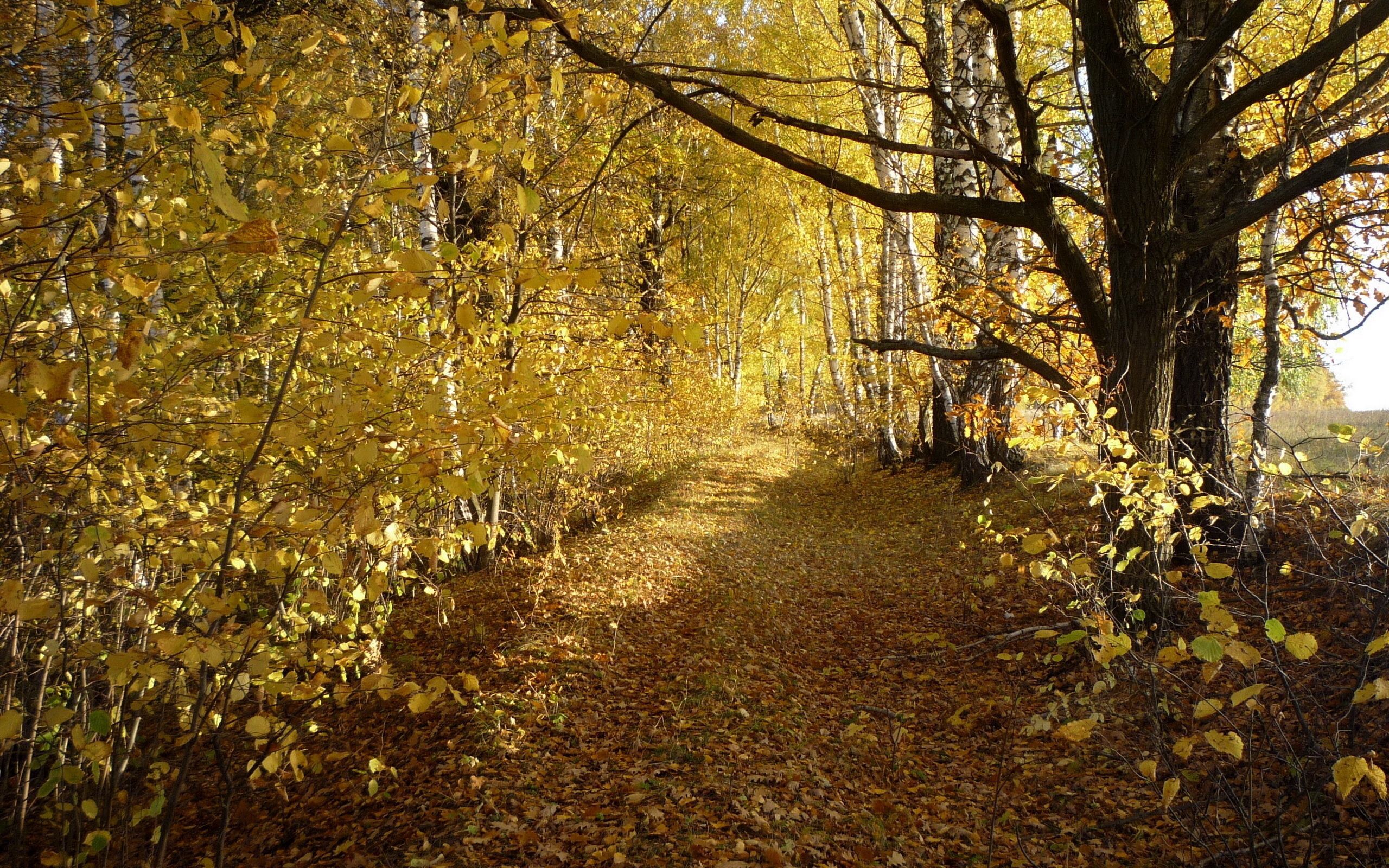 Осень картинки реальные