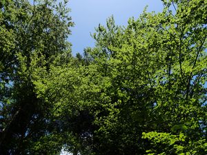 Превью обои лес, деревья, листва, кроны, небо, природа