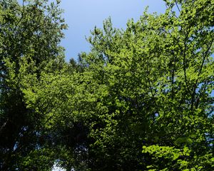 Превью обои лес, деревья, листва, кроны, небо, природа