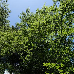 Превью обои лес, деревья, листва, кроны, небо, природа