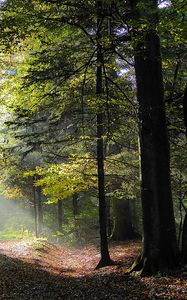 Превью обои лес, деревья, листва, осень, лучи