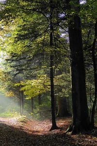 Превью обои лес, деревья, листва, осень, лучи