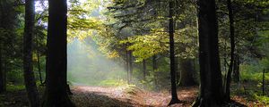 Превью обои лес, деревья, листва, осень, лучи