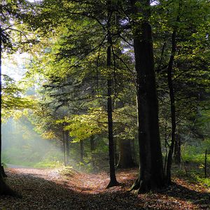 Превью обои лес, деревья, листва, осень, лучи