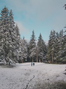 Превью обои лес, деревья, люди, снег, зима