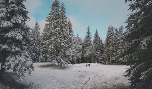 Превью обои лес, деревья, люди, снег, зима