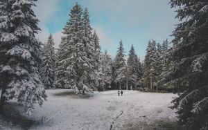 Превью обои лес, деревья, люди, снег, зима