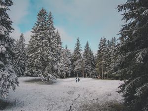 Превью обои лес, деревья, люди, снег, зима