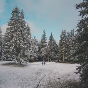 Превью обои лес, деревья, люди, снег, зима