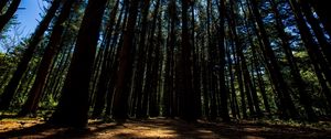 Превью обои лес, деревья, лучи, солнечный свет, прогулка