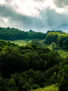 Превью обои лес, деревья, лучи, небо