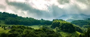 Превью обои лес, деревья, лучи, небо