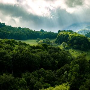 Превью обои лес, деревья, лучи, небо