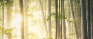 Превью обои лес, деревья, лучи, солнце, ветки