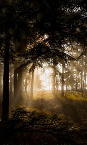 Превью обои лес, деревья, лучи солнца